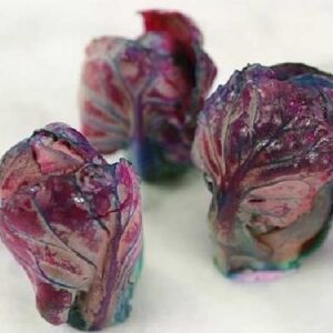 BRASSICA OLERACEA VAR. GEMMIFERA RED RUBINE - COUVE DE BRUXELAS VERMELHO-VINHO