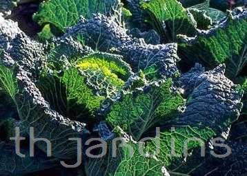BRASSICA OLERACEA VAR.CAPITATA - COUVE SAVOY CABBAGE SAN MARTINO