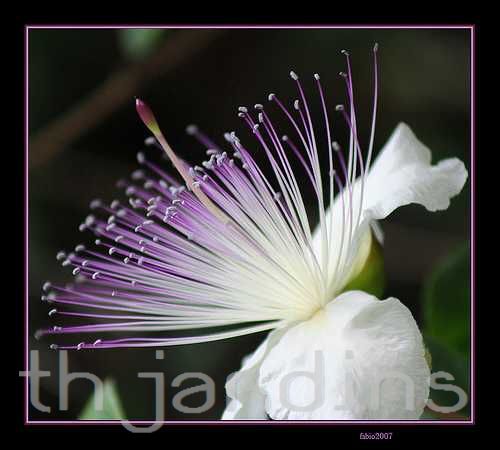 CAPPARIS SPINOSA - ALCAPARRA, ALCAPARRAS