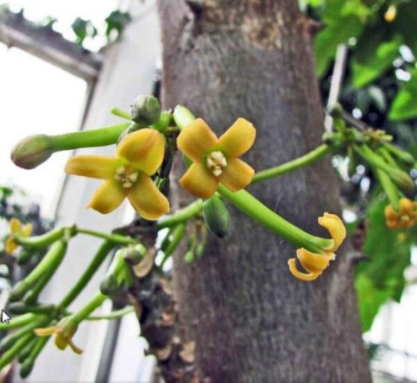 Carica pubescens Cundinamarca (Vasconcellea cundinamarcensis) - Mamão Papaia da Montanha, Mamão Papaia Cundinamarcencis - Imagem 2