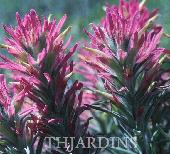 CASTILLEJA SESSILIFLORA - PINCEL INDIANO FELPUDO, TAÇA PINTADA