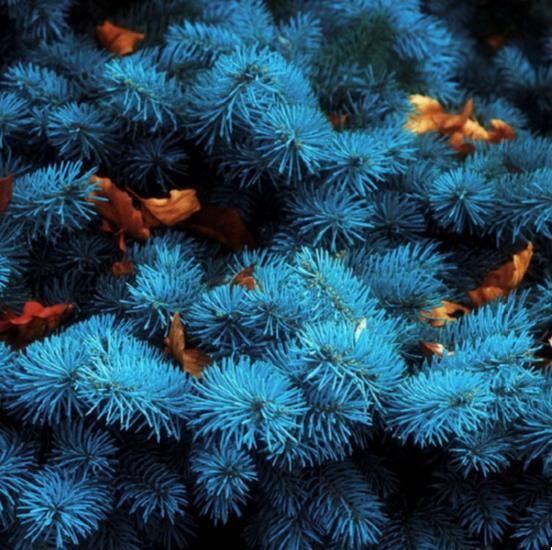 CEDRUS ATLANTICA GLAUCA (CEDRUS LIBANI VAR. ATLANTICA) - CEDRO DO ATLAS AZUL, CEDRO ATLANTICA AZUL, CEDRO DO LIBANO VARIEDADE ATLANTICA
