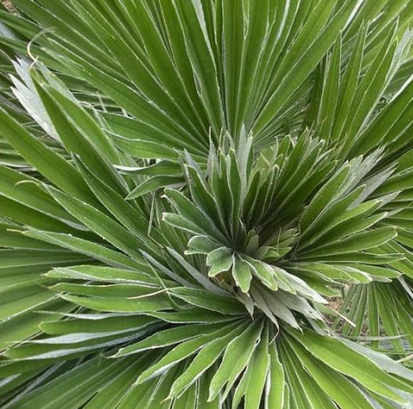 CHAMAEROPS HUMILIS VULCANO - PALMEIRA VULCANO, PALMEIRA ANÃO DO MEDITERRÂNEO, MINI PALMEIRA