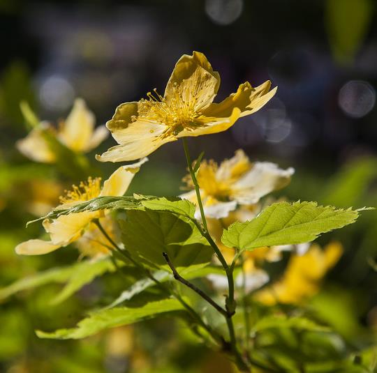 CHELIDONIUM MAJUS - ERVA ANDORINHA, CELIDÔNIA, ERVA DAS VERRUGAS, ERVA DOS CALOS, QUELIDÔNIA MAIOR