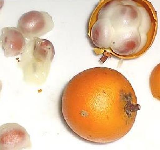 CLAVIJA DOMINGENSIS - CLAVIJA LINGUA DE BOI, LENGUA DE BUEY, CLAVIJA HAITI