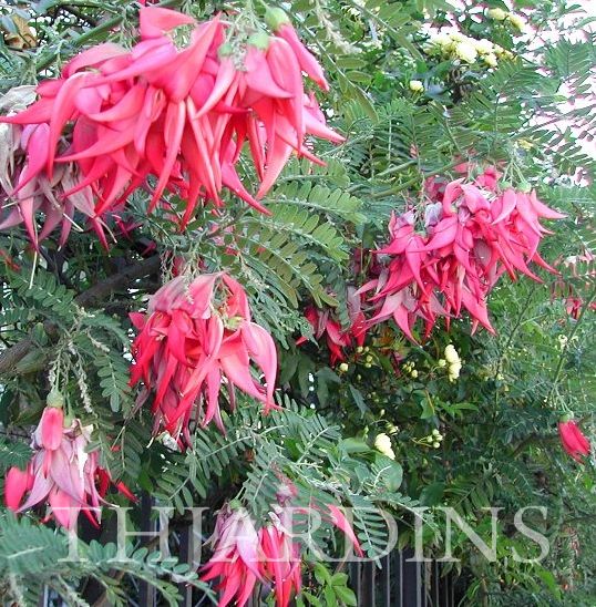 CLIANTHUS PUNICEUS ROSA - BICO DE KAKÁ ROSA