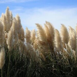 Cortaderia richardii - Grama toe toe, Grama plumosa, Toe toe grass