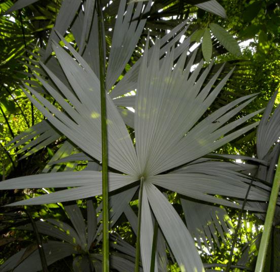 CRYOSOPHILA GUAGARA - PALMEIRA GUAGARA, GUAGARA PALM, QUAQUARA