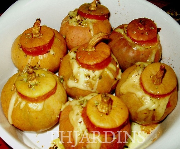 CUCURBITA PEPO - JACK BE LITTLE - MINI ABÓBORA JACK BE LITTLE