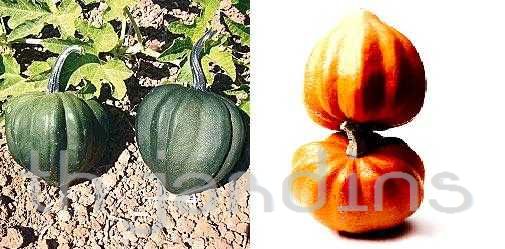 CUCURBITA PEPO L - MINI ABOBORAS GOURMET