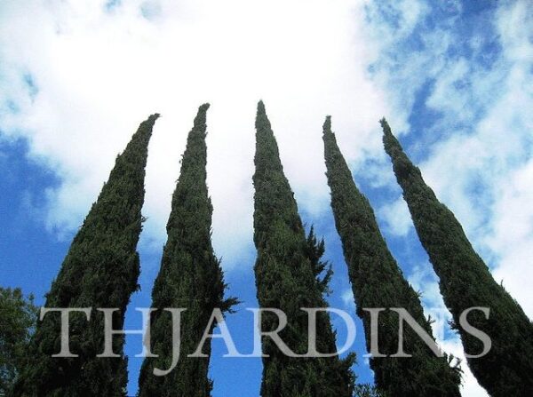 CUPRESSUS SEMPERVIRENS STRICTA - CIPRESTE ITALIANO