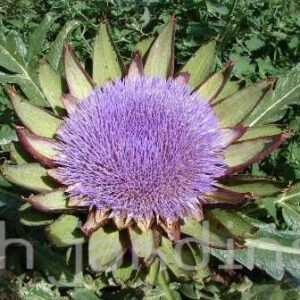 CYNARA SCOLYMUS  - ALCACHOFRA PURPLE OF ROMAGNA