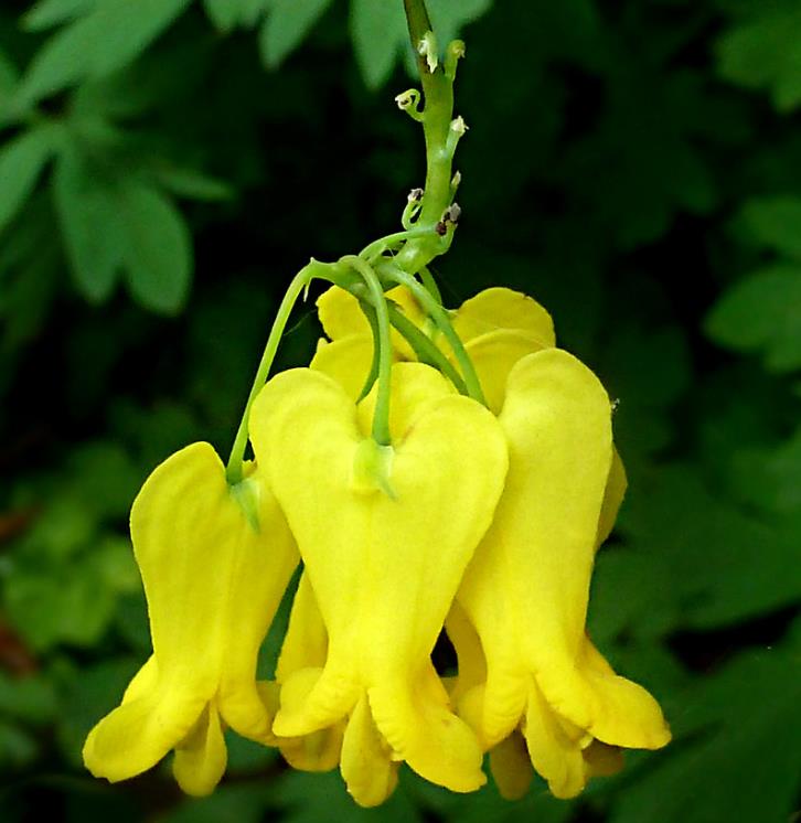 Dactylicapnos scandens (Dicentra scandens) - Trepadeira Coração Sangrento Dourado, Coração Sangrento de Ouro