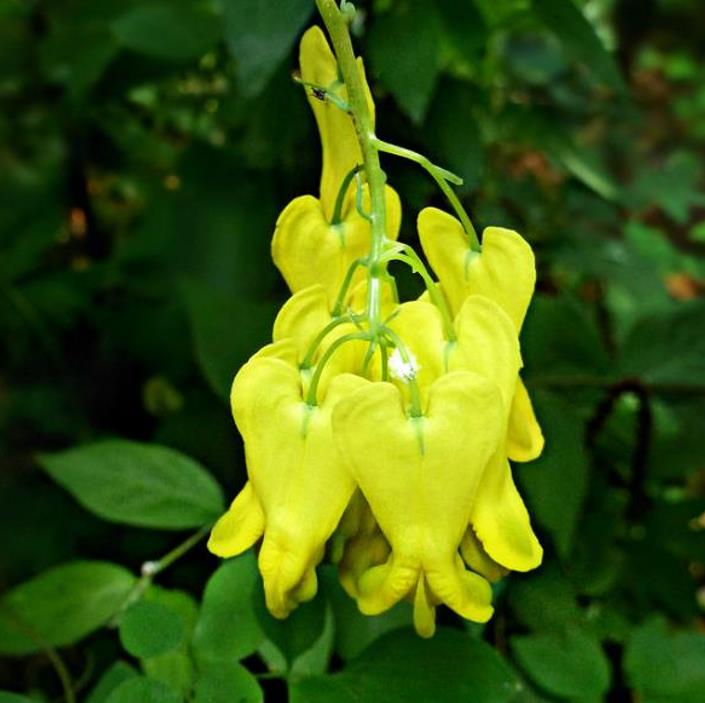 Dactylicapnos scandens (Dicentra scandens) - Trepadeira Coração Sangrento Dourado, Coração Sangrento de Ouro - Imagem 2