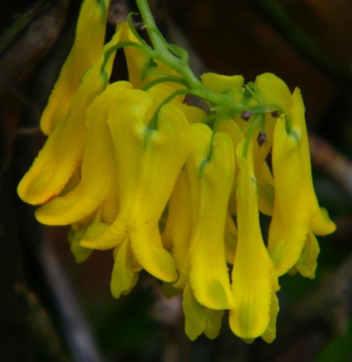 Dactylicapnos scandens (Dicentra scandens) - Trepadeira Coração Sangrento Dourado, Coração Sangrento de Ouro - Imagem 3
