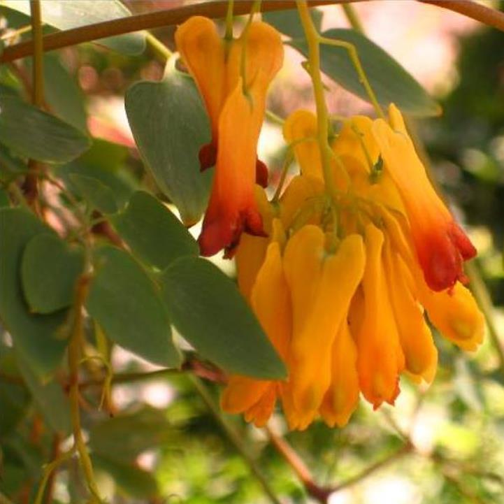 Dactylicapnos scandens (Dicentra scandens) - Trepadeira Coração Sangrento Dourado, Coração Sangrento de Ouro - Imagem 4