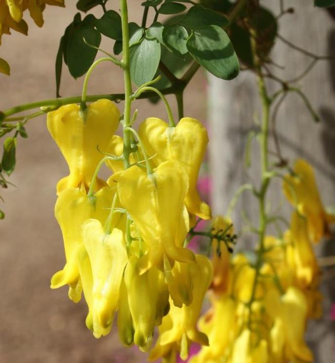 Dactylicapnos scandens (Dicentra scandens) - Trepadeira Coração Sangrento Dourado, Coração Sangrento de Ouro - Imagem 5