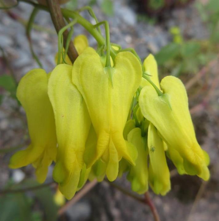 Dactylicapnos scandens (Dicentra scandens) - Trepadeira Coração Sangrento Dourado, Coração Sangrento de Ouro - Imagem 6