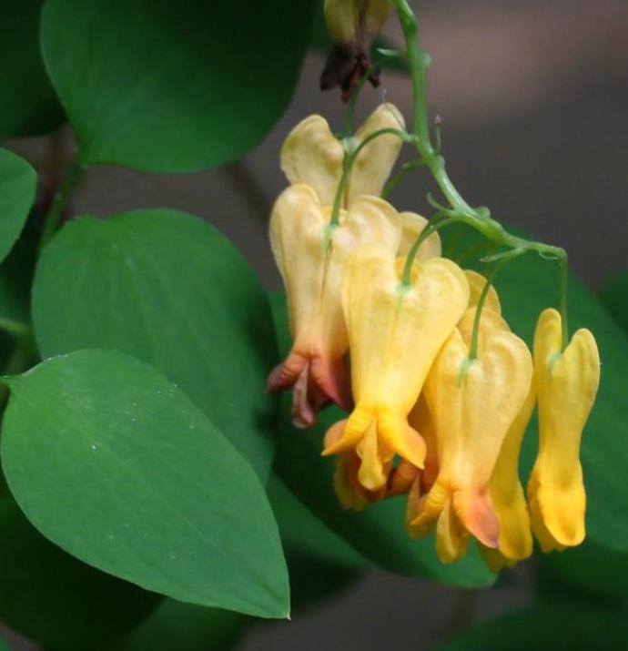 Dactylicapnos scandens (Dicentra scandens) - Trepadeira Coração Sangrento Dourado, Coração Sangrento de Ouro - Imagem 7