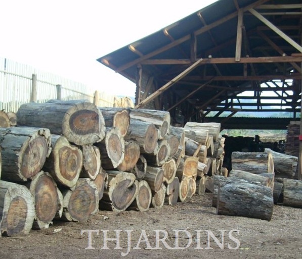 DALBERGIA LATIFOLIA - JACARANDÁ DA INDIA, ÉBANO DE MADAGASCAR