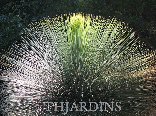 DASYLIRION QUADRANGULATUM (LONGISSIMUM) - OURIÇO SEM ESPINHO SOTOL, MEXICAN GRASS TREE