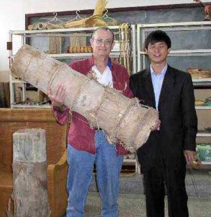 DENDROCALAMUS GIGANTEUS - BAMBU GIGANTE
