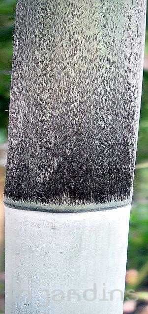 DENDROCALAMUS MINOR - BAMBU GHOST