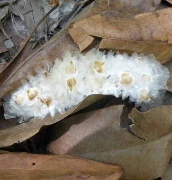 Deplanchea Tetraphylla - Árvore Buquê Dourado, Árvore Buquê de Ouro, Burmese Pagoda Tree - Imagem 9