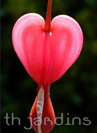 DICENTRA SPECTABILIS (LAMPROCAPNOS SPECTABILIS) - CORAÇÃO SANGRENTO