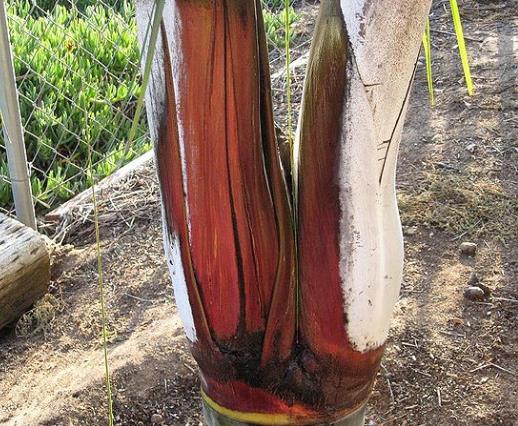 DYPSIS AMBOSITRAE - DYPSIS AMBOSITRAE (SEM NOME COMUM)