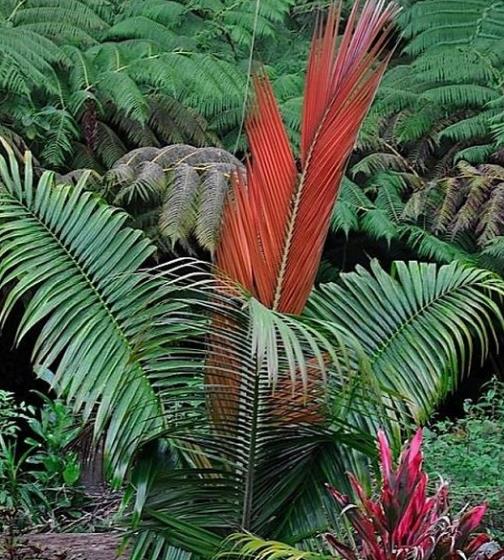 DYPSIS AMPASINDAVAE (D. NAUSEOSA E D. CERACEA) - DYPSIS AMPASINDAVAE (SEM NOME COMUM)