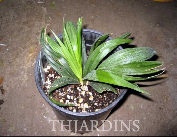 DYPSIS HOVOMANTSINA - HOVOMANTSINA, BETSIMISARAKA, HOVOMANTSINA