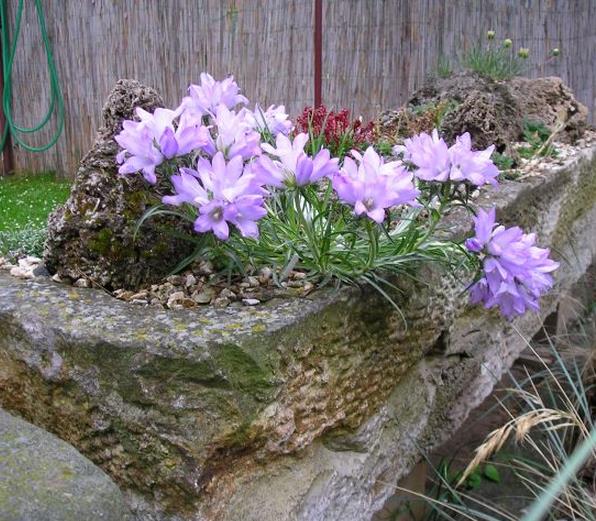 EDRAIANTHUS DALMATICUS - GRASSY BELLS, ROCKBELL DALMATICUS, SINO DAS ROCHAS