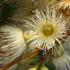 Eucalyptus melliodora - Eucalipto Melífero, Yellow Box