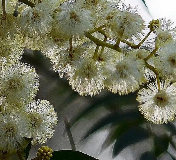Eucalyptus melliodora - Eucalipto Melífero, Yellow Box - Imagem 3