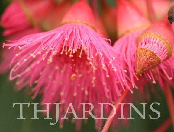 EUCALYPTUS SIDEROXYLON - EUCALIPTO IRONBARK FLORAÇÃO ROSA