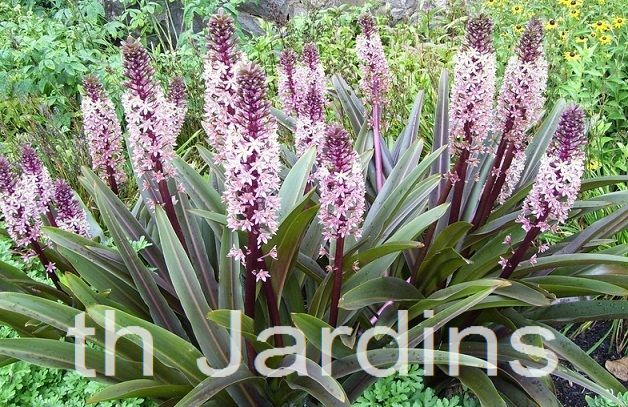 EUCOMIS COMOSA SPARKLING BURGANDY - EUCOMIS FLOR ABACAXI VARIEGATA, ABACAXI LILY