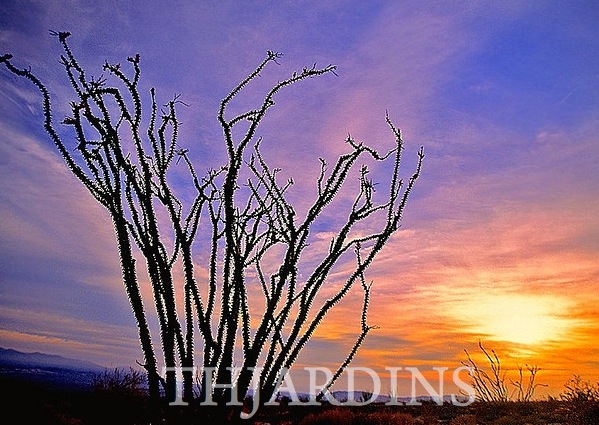 FOUQUERIA SPLENDENS - OCOTILLO