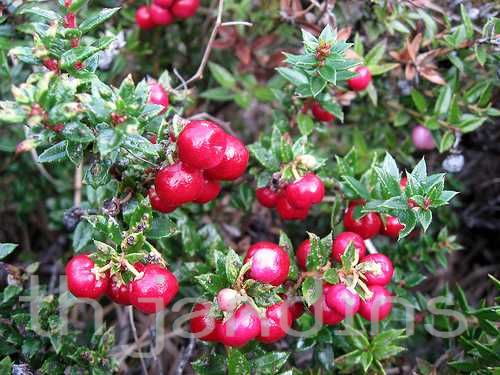 GAULTHERIA PUMILA VAR. - CHAURA BERRY PINK