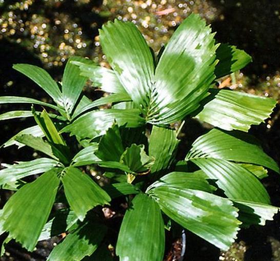 GERMINADAS DE REINHADTIA GRACILIS - GERMINADAS DE PALMEIRA DA JANELA, PALMEIRA, WINDOW PANE PALM