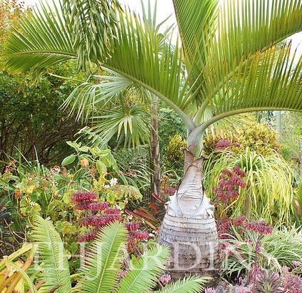 HYOPHORBE LAGENICAULIS - PALMEIRA GARRAFA, BOTTLE PALM