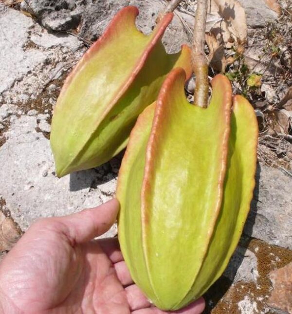 Jacaratia mexicana 'Maroon' - Nome comum: Jacaratia Mexicana, Mamão Papaya Mexicano, Jacarácia, Mamão B - Imagem 5