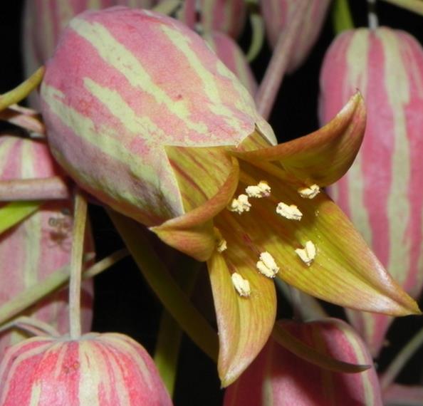 KALANCHOE MAROMOKOTRENSIS - KALANCHOE, CALANCHO, KALANCHOE MÁRMORIZADA