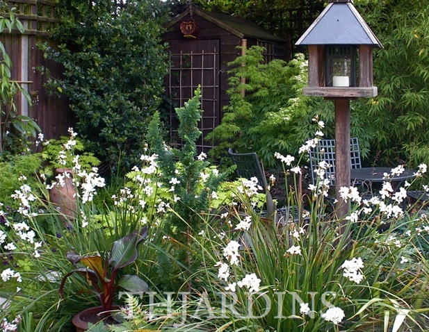 LIBERTIA IXIOIDES - MIKOIKOI, IRIS IXIOIDES