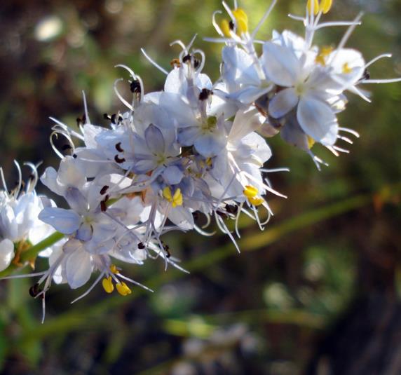 LIBERTIA SESSILIFLORA - LIBERTIA CAERULEA, LIBERTIA CAERULESCENS, LIBERTIA FLORAÇÃO AZUL