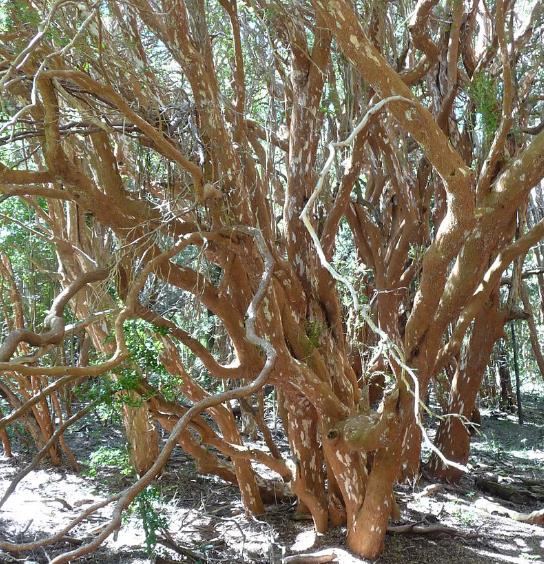 LUMA APICULATA - ARRAYAN, MURTA DO CHILE, MURTA CHILENA