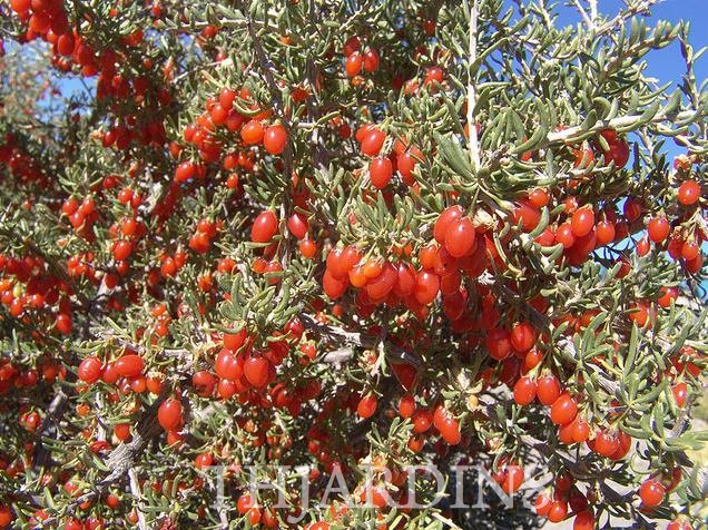 LYCIUM BERLANDIERI - WOLFBERRY, GOJI
