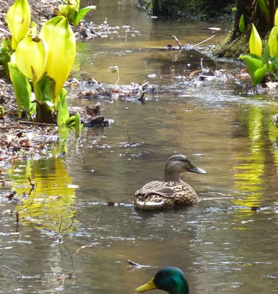 LYSICHITON AMERICANUS - LANTERNA DO PÂNTANO, BOG ARUM, WESTERN SKUNK CABBAGE, REPOLHO DE GAMBÁ AMERICAN