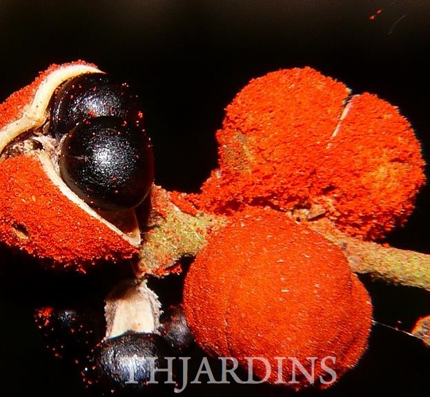 MALLOTUS PHILIPPENSIS - KAMALA, ROTTLERA