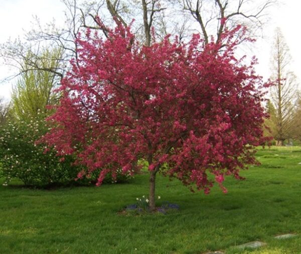 MALUS PRAIRIFIRE - CRAB APPLE